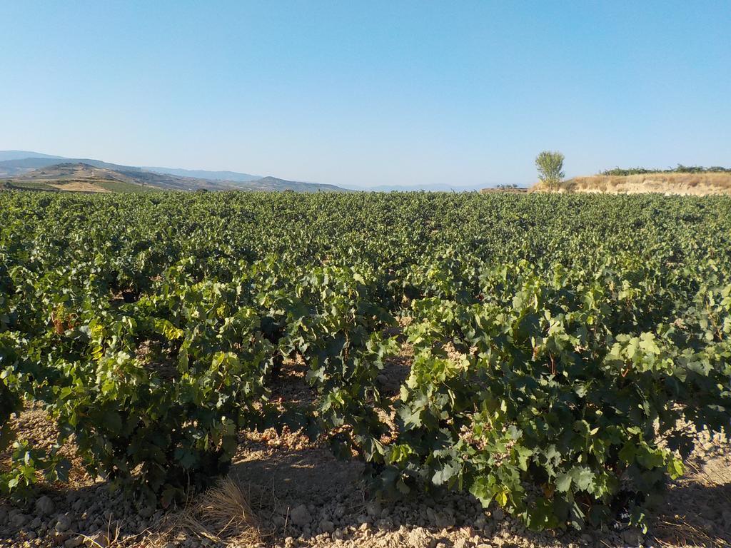 Appartamento El Lagar De Elciego Esterno foto